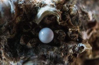 oesters, symmetrische parels, onderzoek, wetenschap