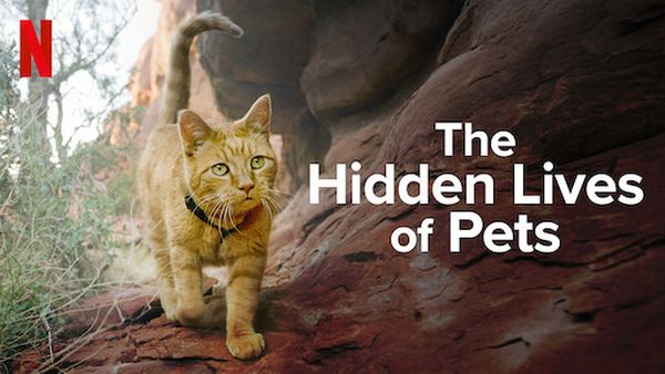 the hidden life of pets, huisdieren, nieuwe films en series, week 25