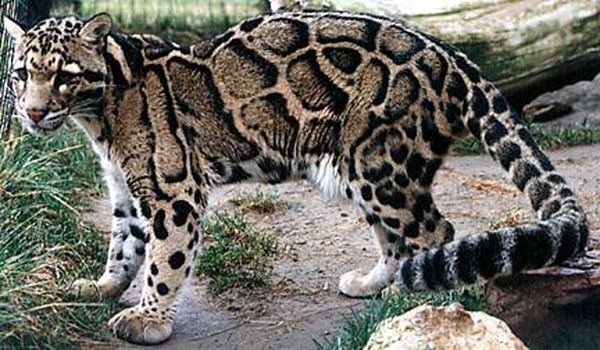pairi daiza beste dierentuin van europa belgie ticket prijs