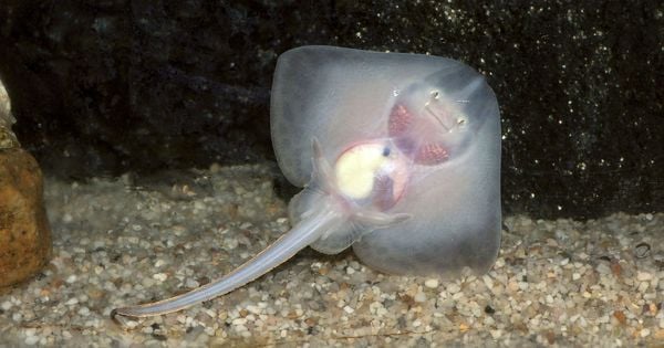 reuzenhaai in noordzee nederland dier gespot stekelrog (2)