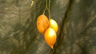 ayahuasca iboga trippen drugs psychedelica gabon ayahuasca (2)