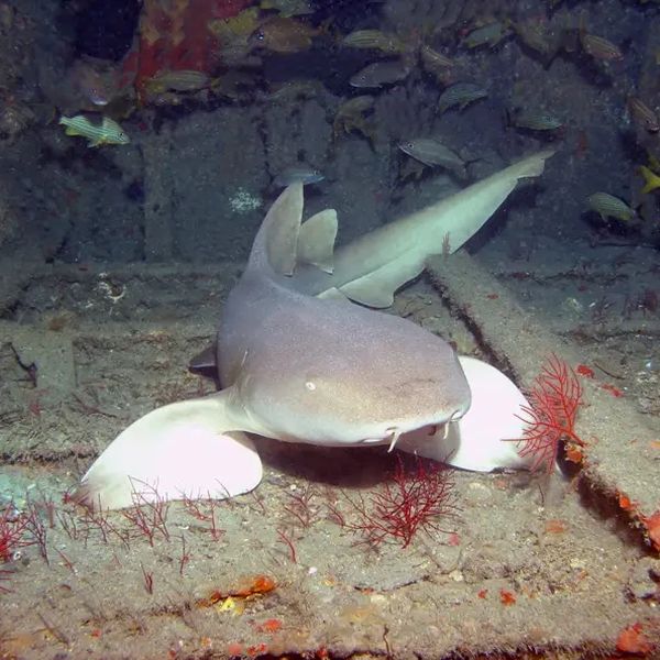artis nieuw aquarium opening ticket prijs vissen