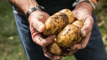 Dit kost Nederland Oef, kleinste aardappeloogst ooit: dit kost het Nederland in 2026