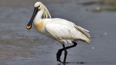 strandplevier visdief markiezaatsmeer nieuw natuurgebied brabant bergen op zoom