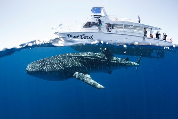 beste activiteiten op aarde ervaringen reizen tripadvisor 54 222
