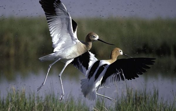 strandplevier visdief markiezaatsmeer nieuw natuurgebied brabant bergen op zoom