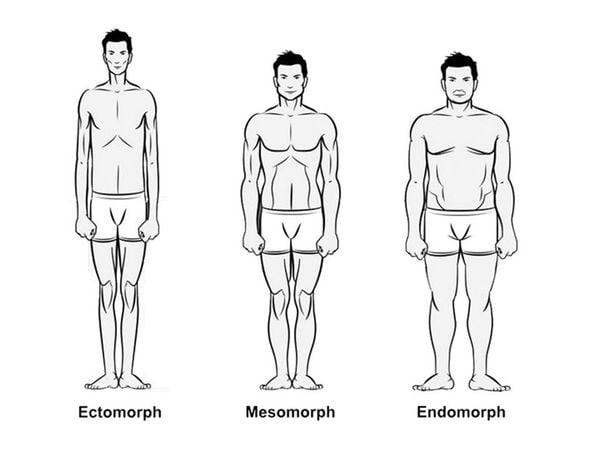 somatotypes, trainen, lichaamsbouw, ectomorph, mesomorph, endomorph, lichaamstypen