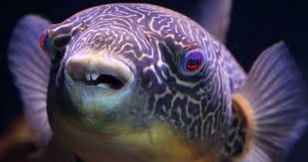 artis nieuw aquarium opening ticket prijs vissen