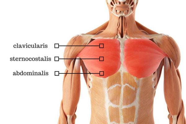 borstspieren pectoralis major