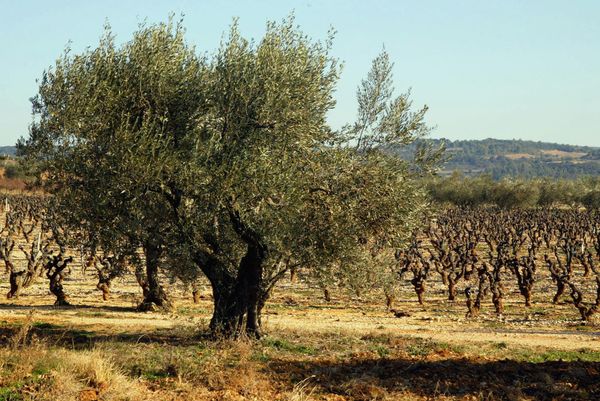 Prijzen olijfolie stijgen supermarkten