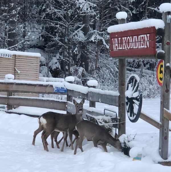 camping hammerstrand in zweden te koop voor spotprijs tent aan meer winter