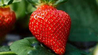 Nieuwe top 10 giftige fruitsoorten nu nóg meer pesticiden op fruit