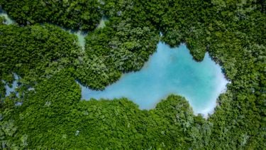 Nieuw natuurgebied groter dan Nederland: cruciale CO2-opnemer