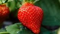 Nieuwe top 10 giftige fruitsoorten nu nóg meer pesticiden op fruit