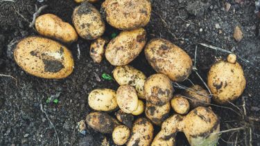 Gewassen met de meeste pesticiden: forse daling sinds 2020