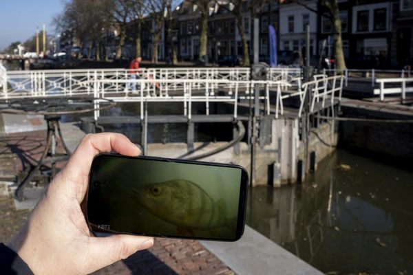 visdeurbel elandentrek nederland zweden kijkcijfers