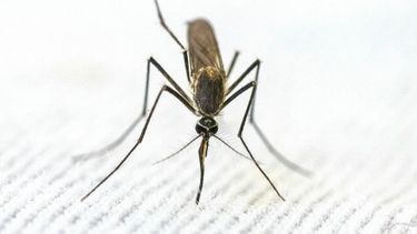 Zo hou je steekmuggen uit je slaapkamer tijdens de muggenplaag in Nederland
