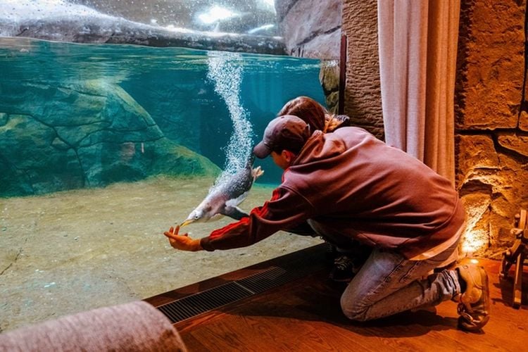 Beste dierentuin Europa ligt in België, met lodges tussen de dieren