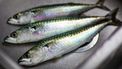 Deze vis van €2,75 is een superfood vol eiwitten, omega-3 en meer