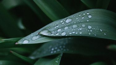 kunstmatige bladeren, regen, wind, elektriciteit, regendruppels