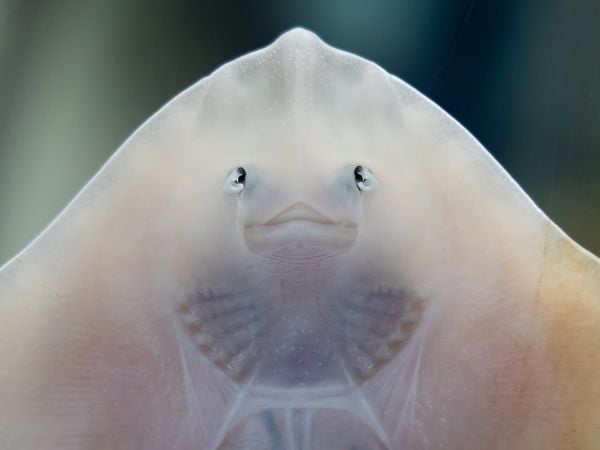 reuzenhaai in noordzee nederland dier gespot stekelrog