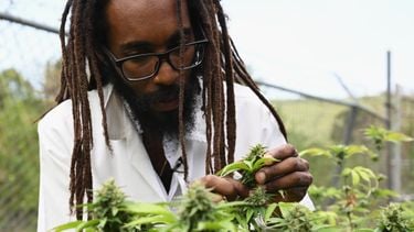 Wietboer casht €57,5 miljoen met alternatief op ons gedoogbeleid