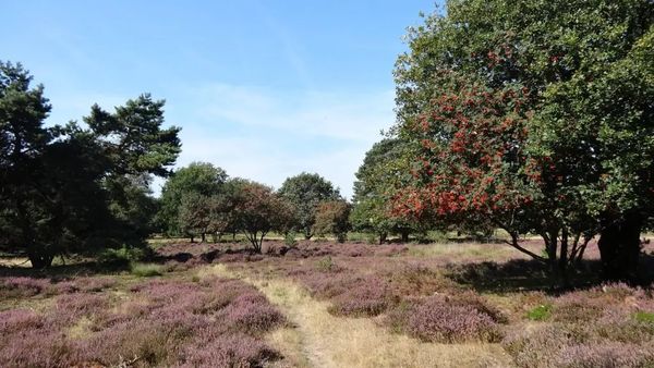 funda hut natuur drenthe nuilerveld