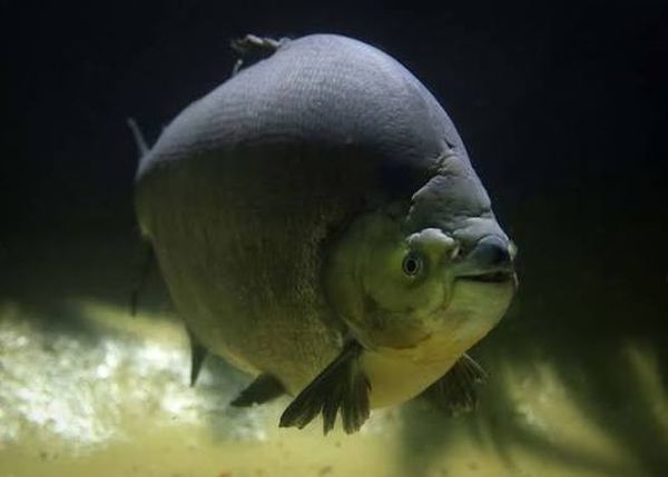 artis nieuw aquarium opening ticket prijs vissen