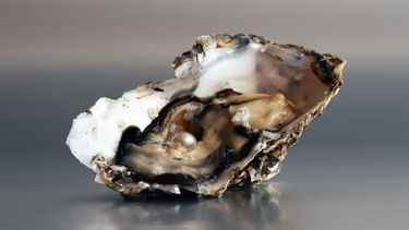 hoe maken oesters parels, symmetrisch, onderzoek, wetenschap