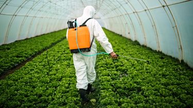 Nederland koploper pesticiden in Europa: hierop zit het meeste gif
