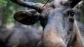 Nederland klopt Zweden in kijkcijferstrijd tussen dieren