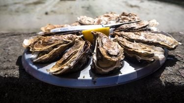 oesters rapen, beste plekken in nederland, seizoen