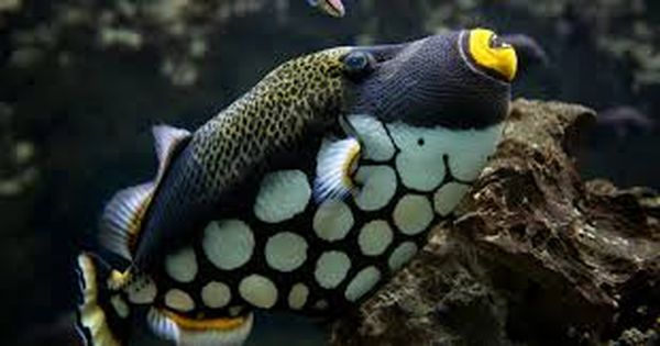 artis nieuw aquarium opening ticket prijs vissen