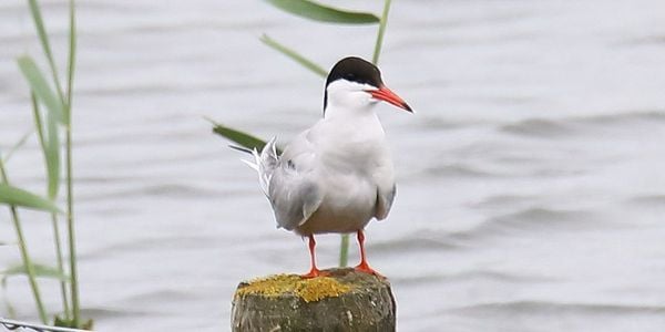 strandplevier visdief markiezaatsmeer nieuw natuurgebied brabant bergen op zoom