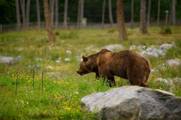 Beren in Europese vakantielanden