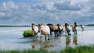 mooiste hike van Nederland waddenzee zoutpad Lauwersmeer friesland groningen langeafstandspad