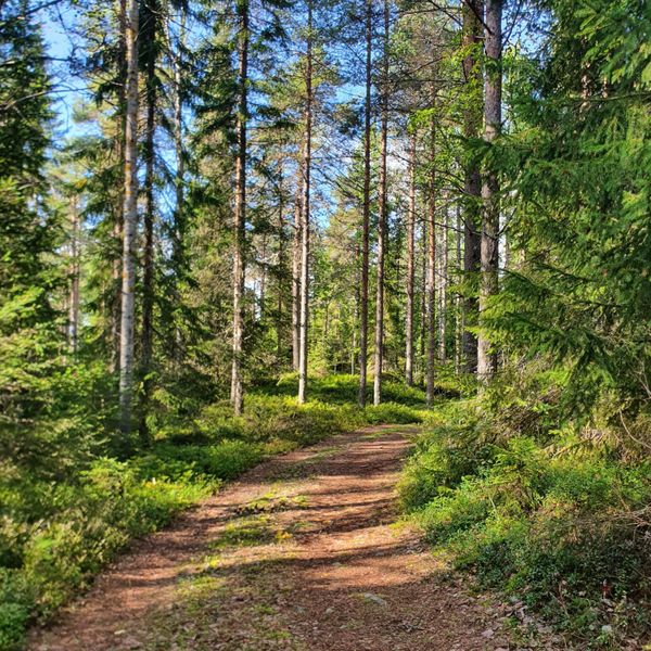 camping zweden kopen noorderlicht midgetgolf instapklaar luxe