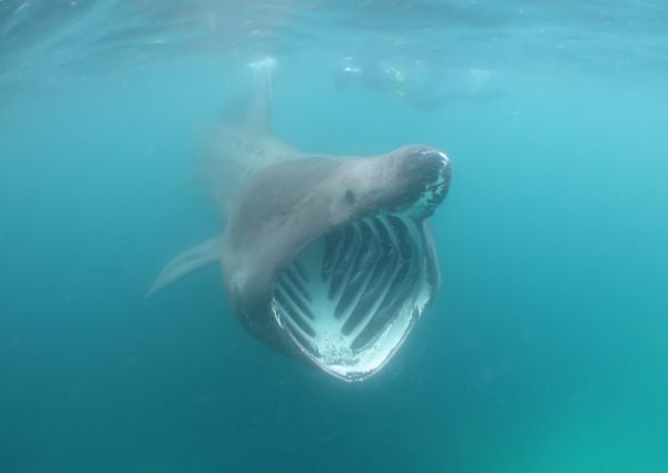 reuzenhaai in noordzee nederland dier gespot