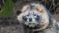 Nederland is ongewild roofdier rijker en uitroeien is 'onmogelijk'