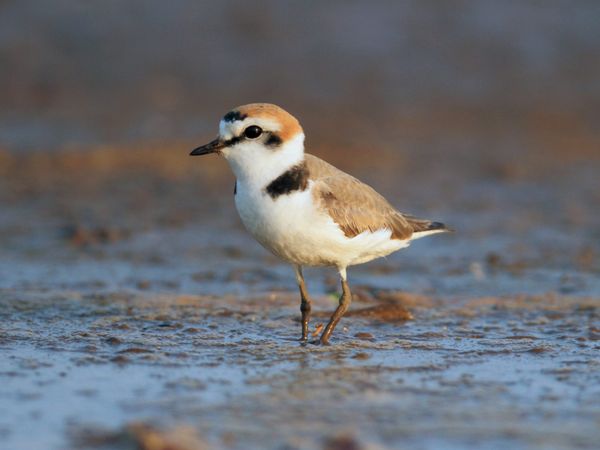 strandplevier visdief markiezaatsmeer nieuw natuurgebied brabant bergen op zoom