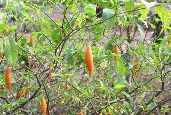 iboga trippen drugs psychedelica gabon ayahuasca