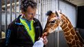 dierentuin salaris verzorger dierenverzorger loon geld verdienen vacature