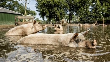 Hoe Nederlandse varkensboeren tonnen meer verdienden in 2023