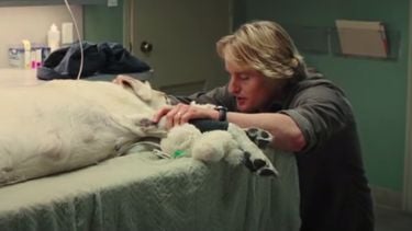 Deze dierenartsen zijn 251% duurder, met geldwolven aan het roer