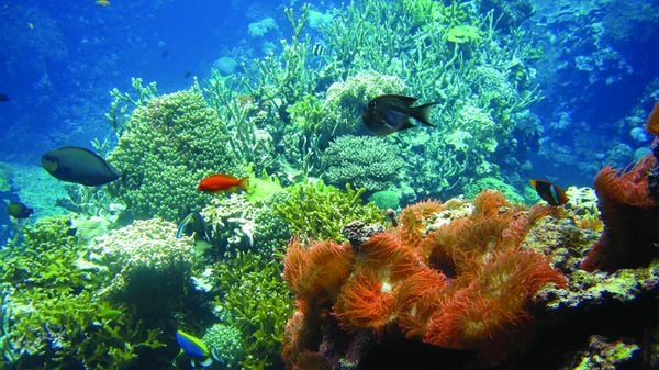 koraal burgers zoo dierentuin klimaat