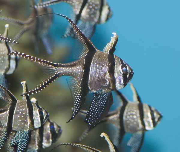 artis nieuw aquarium opening ticket prijs vissen
