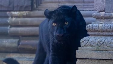 Beste dierentuin Europa ligt in België, met lodges tussen de dieren