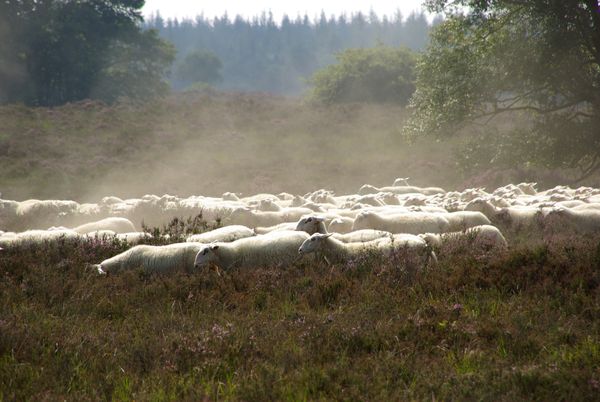 funda veluwe sauna harderwijk huis bosperceel (9)