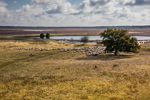 dwingelerveld funda huis natuur drenthe