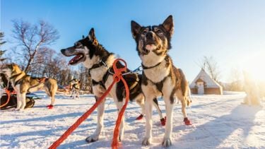 Ultieme 9-daagse winterreis Finland kost nu €945 als totaalpakket